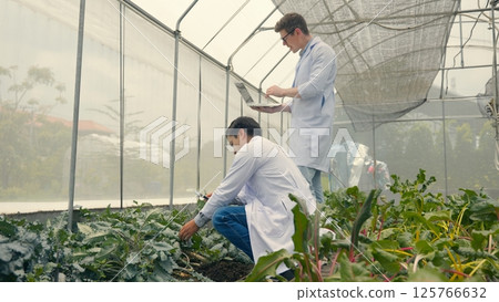 Two Biotechnology man engineer holding magnifying glass and looking at the vegetables leaf in hydroponics farm for disease, Professional researcher agriculture scientist use laptop computer Two Biotechnology man engineer holding magnifying glass and looking at the vegetables leaf in hydroponics farm for disease, Professional researcher agriculture scientist use laptop computer 125766632