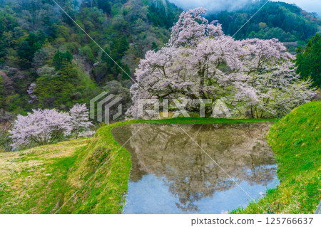 Komatsunagi cherry blossoms reflected in rice paddies, Achi Village, Nagano Prefecture Komatsunagi cherry blossoms reflected in rice paddies, Achi Village, Nagano Prefecture 125766637