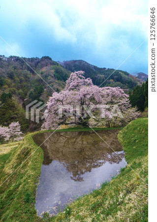 長野縣阿智村的稻田倒映著小松樹櫻花 長野縣阿智村的稻田倒映著小松樹櫻花 125766646