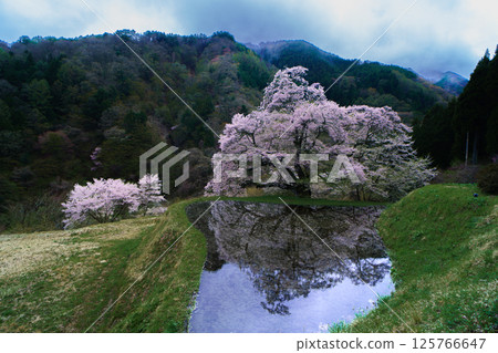 Komatsunagi cherry blossoms reflected in rice paddies, Achi Village, Nagano Prefecture Komatsunagi cherry blossoms reflected in rice paddies, Achi Village, Nagano Prefecture 125766647