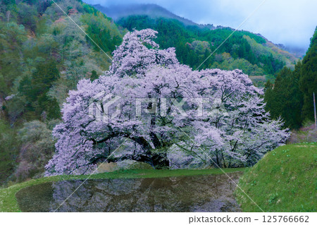 Komatsunagi cherry blossoms reflected in rice paddies, Achi Village, Nagano Prefecture 125766662