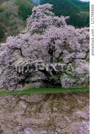Komatsunagi cherry blossoms reflected in rice paddies, Achi Village, Nagano Prefecture 125766666