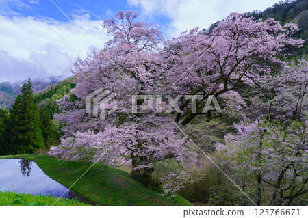 Komatsunagi cherry blossoms reflected in rice paddies, Achi Village, Nagano Prefecture 125766671
