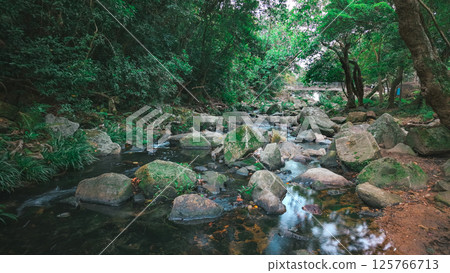 Serene Forest Stream Flowing Over Rocks Amidst Lush Greenery 125766713