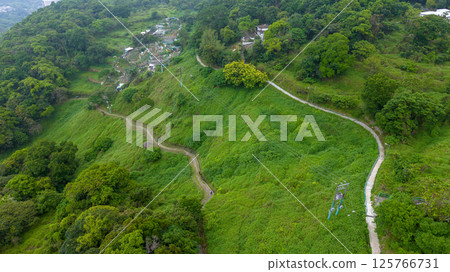 View of Verdant Forest with Lush Greenery and Clearings 125766731