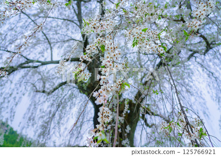 Underwater weeping cherry blossoms, Takayama Village, Nagano Prefecture, early morning 125766921