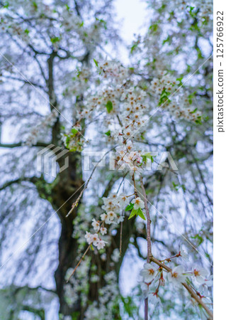 Underwater weeping cherry blossoms, Takayama Village, Nagano Prefecture, early morning 125766922
