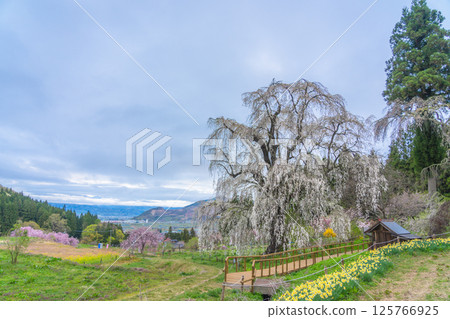Underwater weeping cherry blossoms, Takayama Village, Nagano Prefecture, early morning Underwater weeping cherry blossoms, Takayama Village, Nagano Prefecture, early morning 125766925