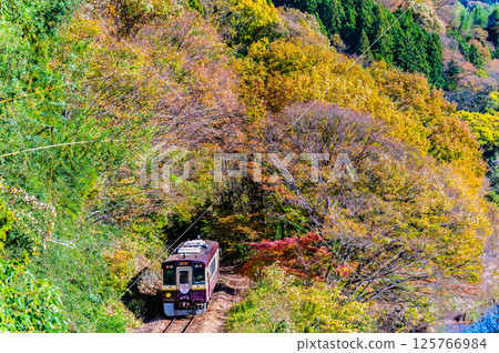 Watarase Keikoku Railway: A train running through autumn leaves (Konaka-Kobe) 125766984