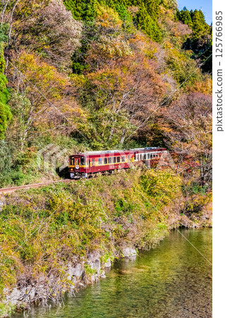 Watarase Keikoku Railway: A train running through autumn leaves (Konaka-Kobe) Watarase Keikoku Railway: A train running through autumn leaves (Konaka-Kobe) 125766985