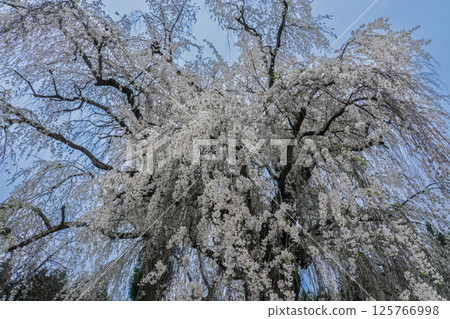 Underwater weeping cherry blossoms, Takayama Village, Nagano Prefecture Underwater weeping cherry blossoms, Takayama Village, Nagano Prefecture 125766998