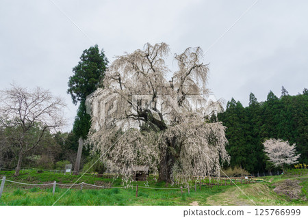 Underwater weeping cherry blossoms, Takayama Village, Nagano Prefecture Underwater weeping cherry blossoms, Takayama Village, Nagano Prefecture 125766999