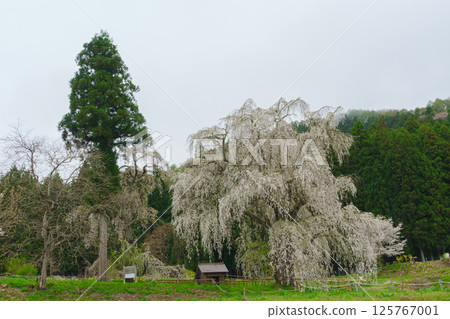長野縣高山村的水下垂枝櫻花 長野縣高山村的水下垂枝櫻花 125767001