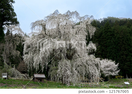 Underwater weeping cherry blossoms, Takayama Village, Nagano Prefecture Underwater weeping cherry blossoms, Takayama Village, Nagano Prefecture 125767005