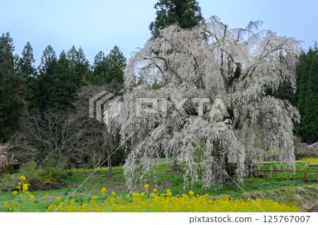 Underwater weeping cherry blossoms, Takayama Village, Nagano Prefecture Underwater weeping cherry blossoms, Takayama Village, Nagano Prefecture 125767007