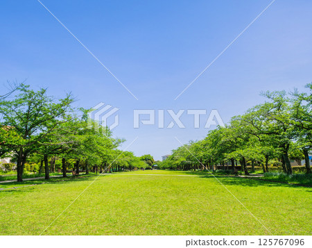住宅區的公園，兩旁種滿了新鮮的綠色櫻花樹 125767096