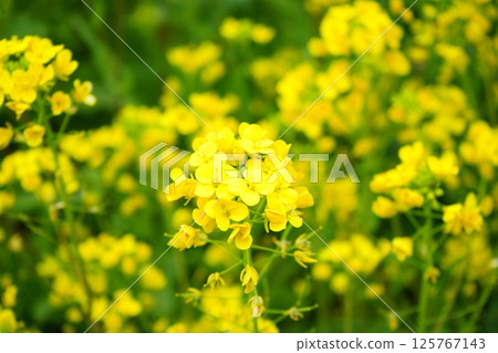 Japan Yellow Flowers Rape Blossoms Japan Yellow Flowers Rape Blossoms 125767143