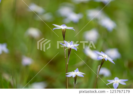 White flower White flower 125767179