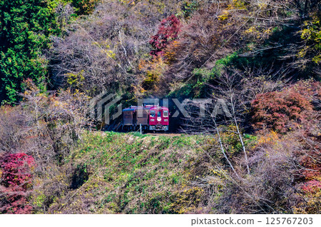 Watarase Valley Railway: A train running through the Watarase Valley with autumn leaves (near Sawaniri) 125767203