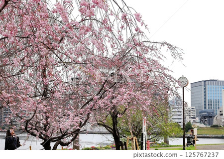 Tokyo cityscape: Cherry blossoms at Ishikawajima Park 125767237