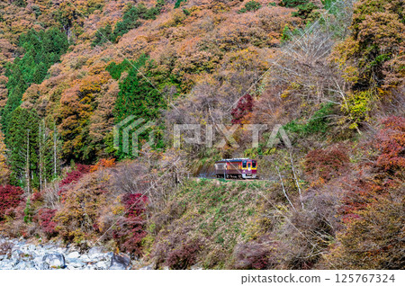 渡良瀨溪谷鐵路：行駛在紅葉交織的渡良瀨溪谷的列車（澤渡入附近） 125767324
