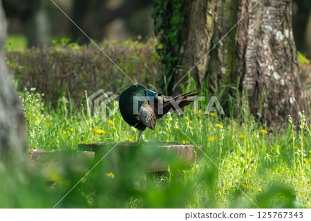 Pheasant to repair feathers 125767343