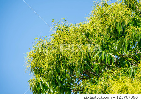 初夏的藍天和栗花蕾 初夏的藍天和栗花蕾 125767366
