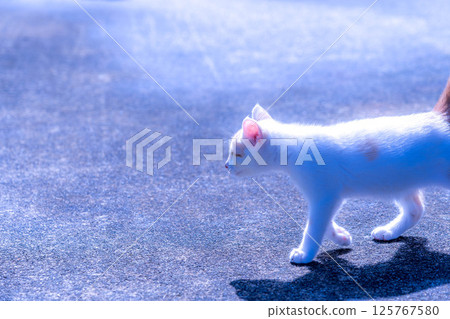 Morning Cat Morning Cat 125767580