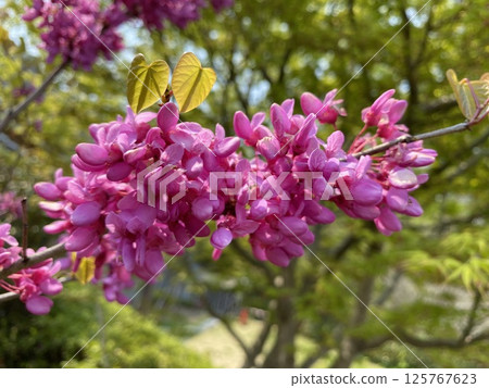 Flower Flower 125767623