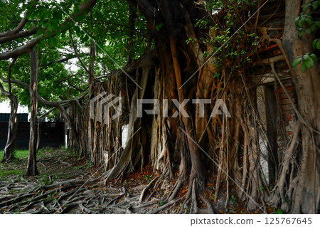 摯愛台灣（原英國貿易公司倉庫舊址，被榕樹侵占。台南市安平樹屋） 125767645