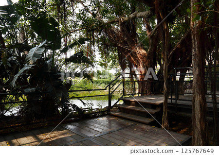 摯愛台灣（一棵巨大的榕樹吞沒了整棟建築和庭院，仍在不斷生長。台南市安平樹屋） 125767649