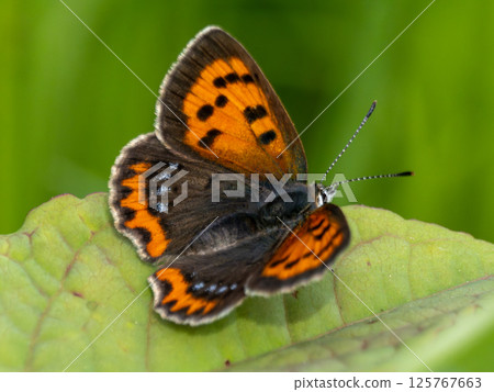 Red lycaenid butterfly Red lycaenid butterfly 125767663