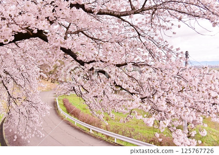 一條穿過櫻花隧道的道路 125767726