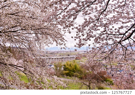 櫻花盛開的大道 125767727