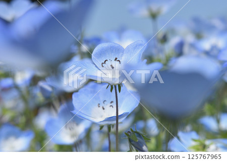 Nemophila blooming in the blue sky Nemophila blooming in the blue sky 125767965
