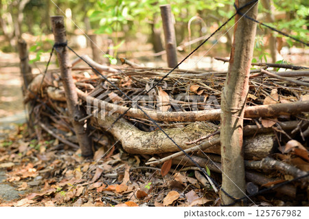Country hedge (diagonal view) 125767982