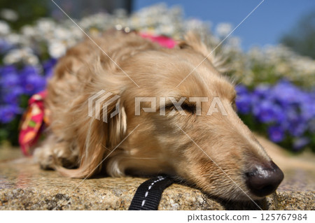 狗狗在陽光下打盹 125767984