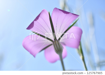 透過光線仰望的麥穗花 125767985