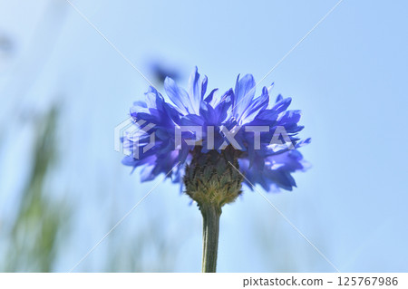 矢車菊花透過光線仰望 矢車菊花透過光線仰望 125767986
