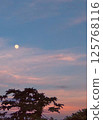 Trees and full moon at sunset 125768116
