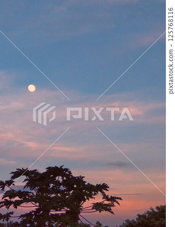 Trees and full moon at sunset 125768116
