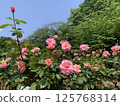 桃紅色玫瑰在藍天發光 125768314