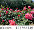 許多盛開的紅玫瑰 125768436