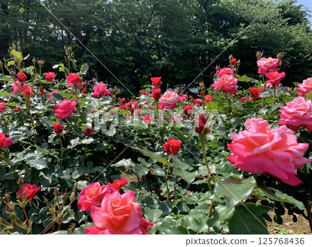 許多盛開的紅玫瑰 125768436