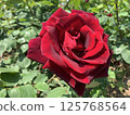 一朵大紅玫瑰玫瑰 125768564