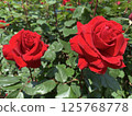 兩朵鮮紅的玫瑰 125768778