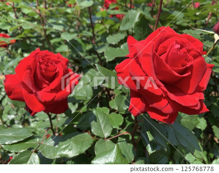 Two bright red roses Two bright red roses 125768778