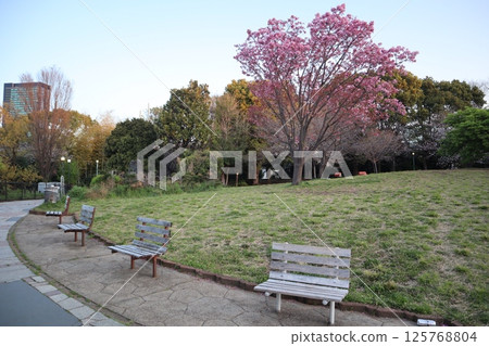 櫻花季的西鄉山公園(東京都目黑區) 櫻花季的西鄉山公園(東京都目黑區) 125768804