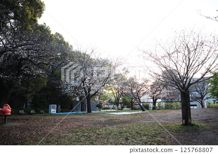櫻花季的西鄉山公園（東京都目黑區） 125768807