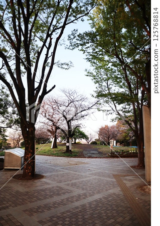 Saigoyama Park during cherry blossom season (Meguro-ku, Tokyo) 125768814